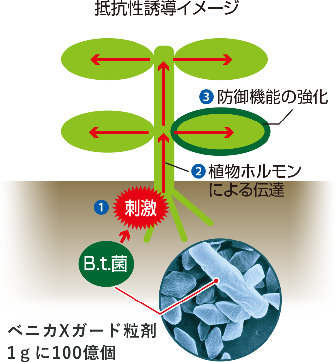 ベニカⅩガード粒剤に含まれる微生物（B.t.菌）は、病原菌の侵入と同じような刺激を植物の根に与えます。すると、植物は本物の病原菌と勘違いして、自分を守るために細胞壁を強くして病気に対する抵抗力を高めます。結果、病気にかかりにくい強い植物になるのです。
