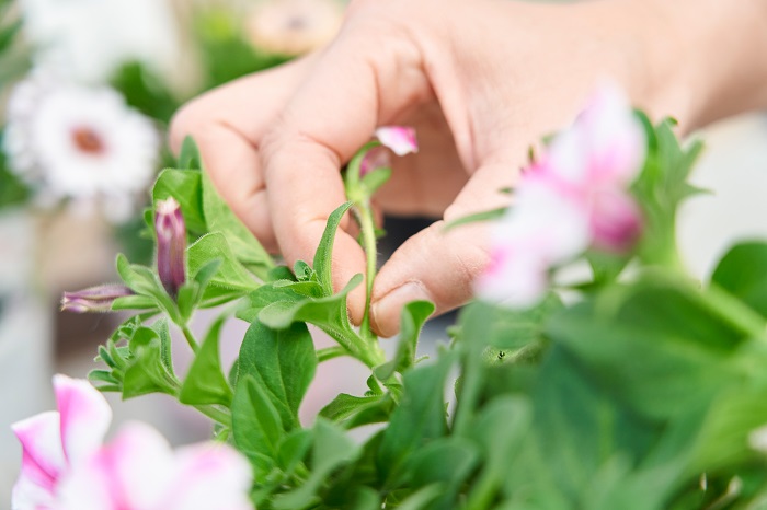 ペチュニアを長く楽しむコツ 花がら摘み 切り戻し 肥料のポイント Ad Lovegreen ラブグリーン