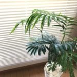 カエル様 斑入りエバーフレッシュ カエル様 斑入りエバーフレッシュ