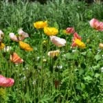 アイスランドポピー