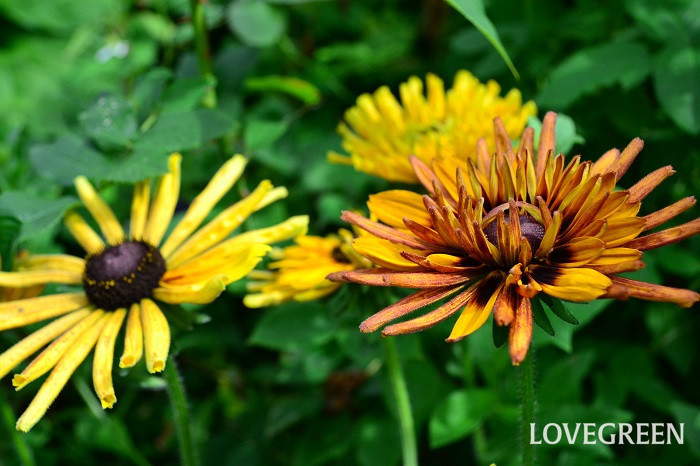 夏の花でガーデニング｜暑さに強い花～多年草　ルドベキア
