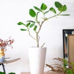 観葉植物選びはまず「方角」から。東西南北別おすすめインドアグリーンを紹介