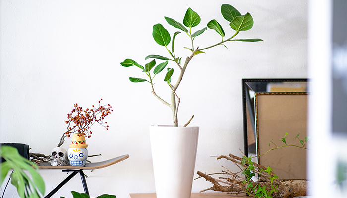 植物を取り入れてお家時間を充実 お部屋の方角別おすすめ観葉植物を紹介 Lovegreen ラブグリーン