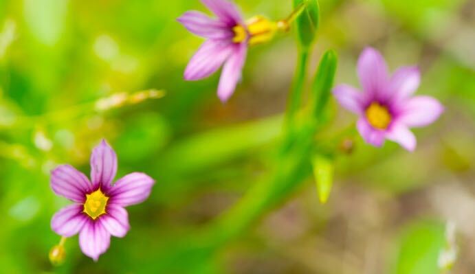 ニワゼキショウの花言葉 種類 特徴 色別の花言葉 Lovegreen ラブグリーン