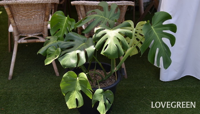 モンステラ　育て方　特徴