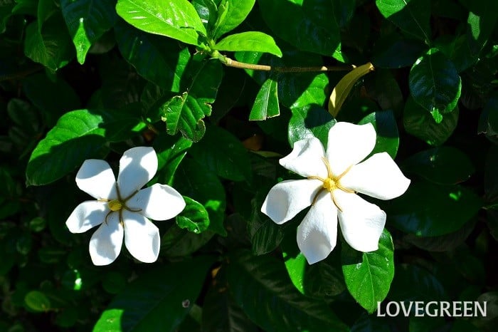 6月の花 花木と草花選 Lovegreen ラブグリーン