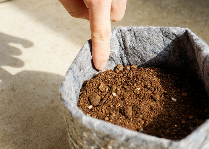 鉢の8分目くらいまで土を入れます。水やりの時に土が溢れて溢れないため上から5cmくらいは開けます。