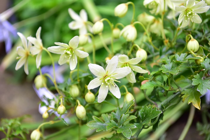 クレマチス・ピクシーは、4月～5月に開花します。開き始めは淡いグリーン色、しばらくするとクリーム色に変化し、花はほのかに甘い香りがします。株の生長はゆっくりですが、大株になるととてもたくさんの花が咲き見事です。