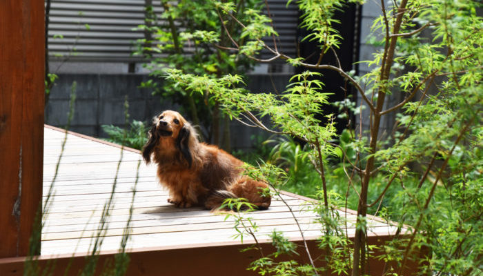 犬や猫 ペットと楽しめるウッドデッキ デザイン豊富な施工事例もご紹介 Lovegreen ラブグリーン