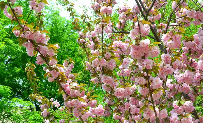 ヤエザクラ 八重桜 の花言葉 種類 特徴 色別の花言葉 Lovegreen ラブグリーン