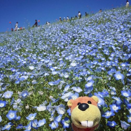  @usagi_travel  こちらは2年前のお写真とのこと。群生すると小花が咲き溢れてまるで絨毯のようですね。こうしてまた、外でお花を楽しめる日を心待ちにしながら、今はおうちで過ごしましょう。