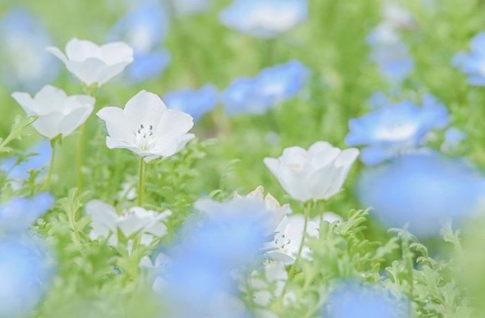 @tomoaki_iwakiri  ネモフィラの品種で一番有名なのが、ブルーの花の「インシグニスブルー」ですが、上の写真のような白い品種のものも。その他にもたくさんの品種があり、新品種も登場しています。来年はいろんな種類のネモフィラを探しに出かけるのも楽しいかもしれませんね！