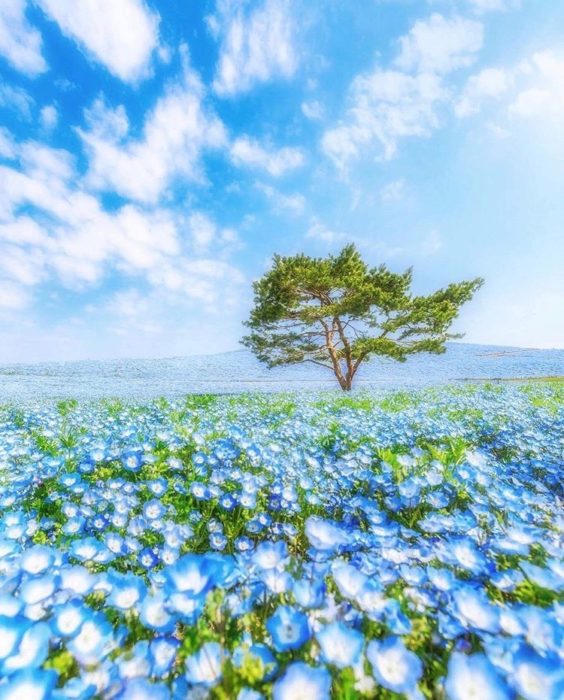  @momoyu1125  ネモフィラはブルーの小花を地面一面に咲かせる春の1年草。横に広がるように成長し、咲き誇るその姿は圧巻です！ネモフィラの花と、丘から見上げる広い空のブルーが、まるで溶け合うように美しい風景を見せてくれます。