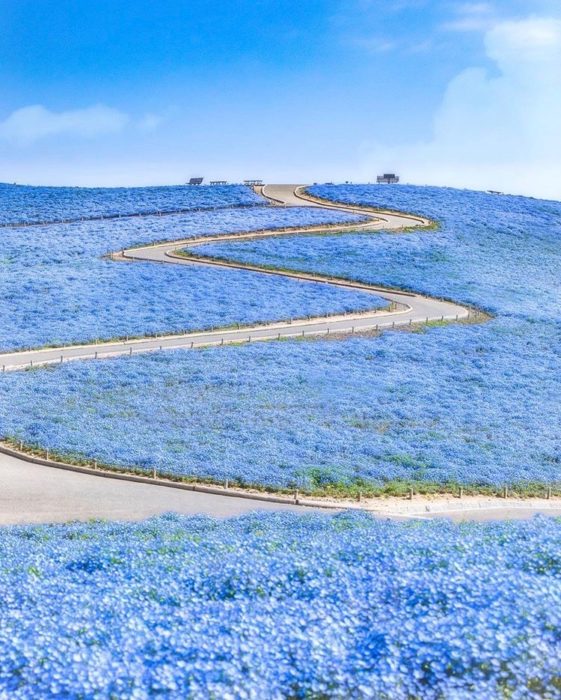  @momoyu1125  ネモフィラはブルーの小花を地面一面に咲かせる春の1年草。横に広がるように成長し、咲き誇るその姿は圧巻です！ネモフィラの花と、丘から見上げる広い空のブルーが、まるで溶け合うように美しい風景を見せてくれます。