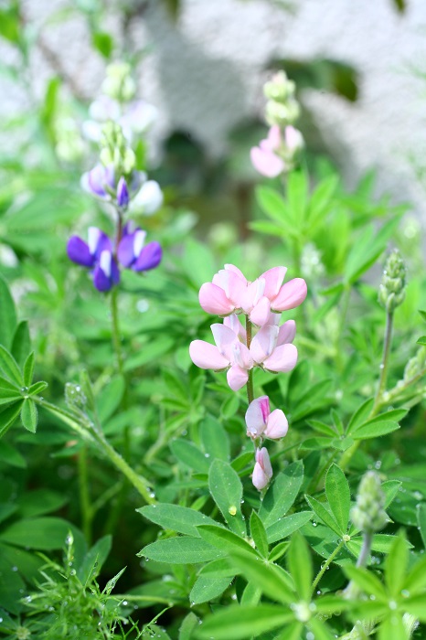 春のガーデニング 花壇におすすめの宿根草 多年草 と一年草35選 Lovegreen ラブグリーン