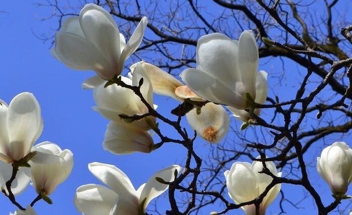 白木蓮（ハクモクレン）は、別名ハクレン、ハクレンゲとも呼ばれています。つぼみのときは銀色の毛で覆われ、白い美しい花を咲かせます。開花時期は3月から4月で、白木蓮（ハクモクレン）の枝ものは1月末から出回りはじめます。