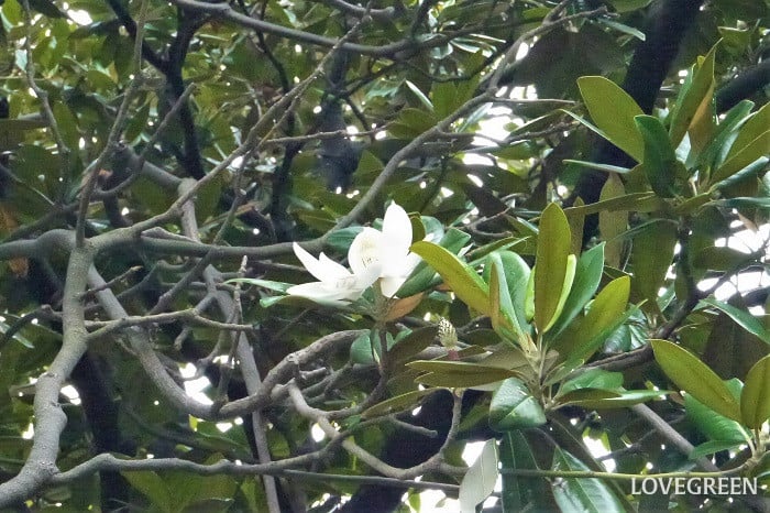 タイサンボク 植え付け、用土 マグノリアは大きくなる庭木です。植え付け時にはしっかりとスペースを確保しましょう。マグノリアは水はけよく肥沃な土壌を好みます。 マグノリアは高木になるので、鉢植えでの管理には向いていません。 マグノリアの水やり 植え付け後、根付くまでは表土が乾いて白っぽくなったら水やりを行います。根付いてからのマグノリアは特に水やりの必要はありません。 マグノリアの肥料の与え方 春の花が終わった後と、冬の休眠期に緩効性肥料を与えます。 注意したい病害虫 カミキリムシの被害にあうことがあります。見つけ次第捕殺します。 マグノリアを育てるコツ 花が終わったら不要な枝や伸びすぎた枝を剪定するようにします。 マグノリアはあまり手間をかけずとも花を咲かせてくれます。マグノリアの育て方のコツは、神経質に世話をし過ぎないようにすることです。