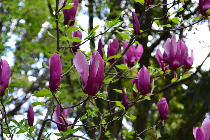 シモクレン  モクレンというと紫色のシモクレンのことをさすのが一般的です。  シモクレンの花丈は5m前後ですが、ハクモクレンは分類的には高木で、数十メートルサイズになる木です。開花時期は、ハクモクレンの方がシモクレンより若干早く開花します。