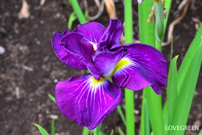 ハナショウブ 菖蒲はとても育てやすい植物で、目立った病気の被害はありません。 害虫は5~6月くらいにヨトウムシとメイガの被害にあうことがあります。メイガの幼虫はこまめに様子を見て、見つけ次第捕殺します。 ヨトウムシは日中は土の中で眠っていて、夜になると活動を始めます。気が付いたら薬剤を散布してください。