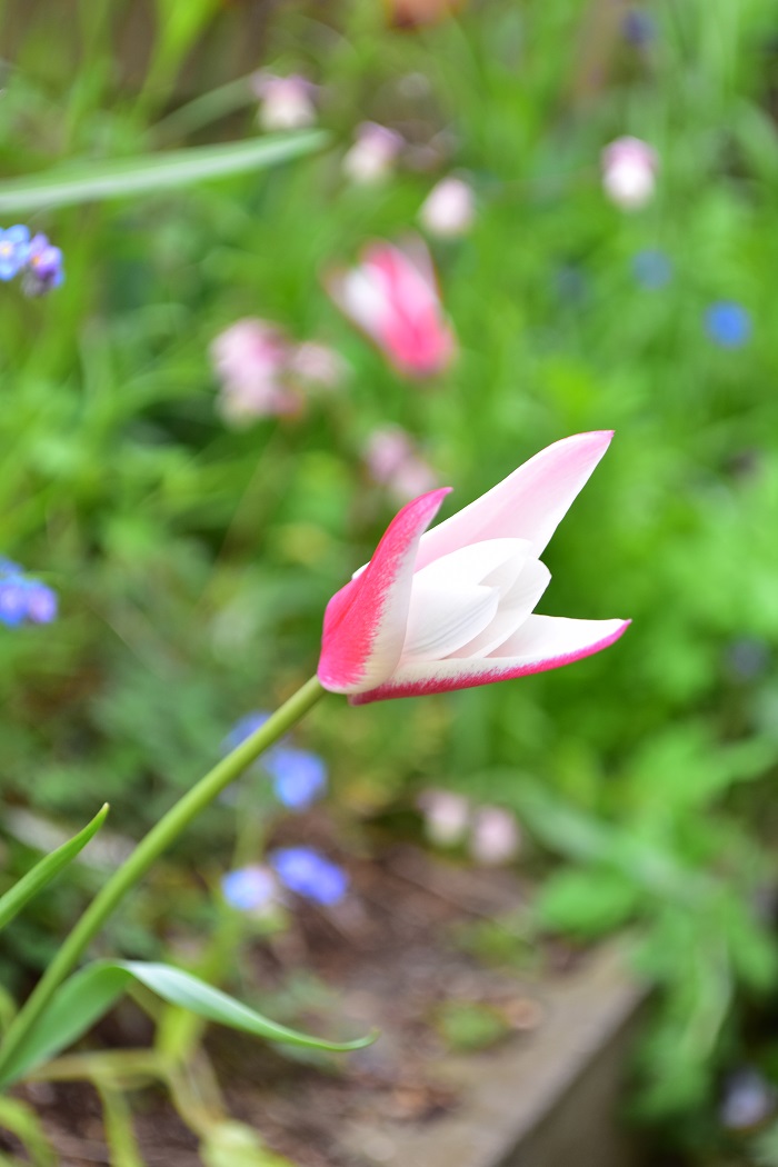 原種系チューリップ・ペパーミントスティック  ちなみに花はこちら。  原種系の中ではスレンダーで背丈のあるタイプのチューリップです。