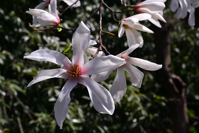 マグノリアの人気の秘密はその印象的な花と香りにあります。マグノリアの花と香りの魅力、マグノリアが使われている香水をご紹介します。