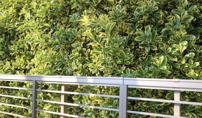 写真：斑入りマサキ  生け垣で目隠しを作ると、緑豊かになり花が咲くものもあり景観がよく、環境にもやさしい利点があります。ただ、生垣はきちっと目隠しできる状態に育つまで少し時間が必要だったり、どうしても完全には目隠しできない部分が出てきたりすることも。  定期的な刈り込みや施肥、時には病害虫の除去などの管理も必要です。きっちりとした塀を作ってしまうと圧迫感があって嫌だったり、植栽の手入れが苦にならない方は、生け垣で目隠し対策するのもよいですね。