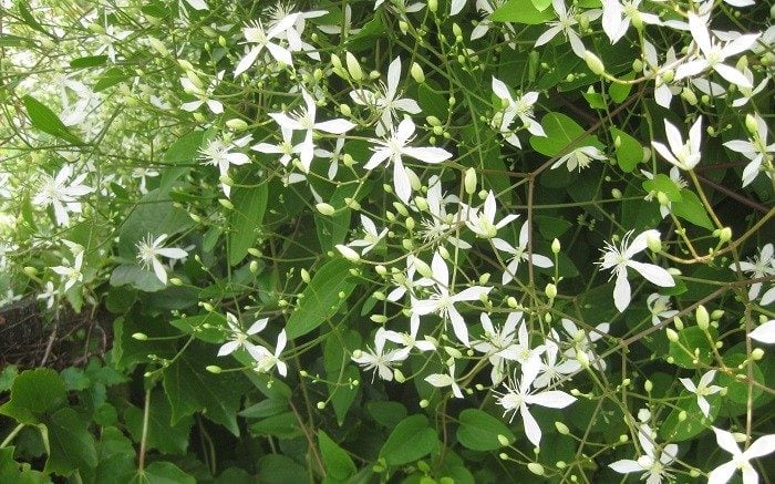 常緑のセンニンソウやツルハナナスなどの植物をはわせて目隠し度をアップさせるとともに、緑や花を育ててガーデニングを楽しむ方も多いです。一年中目隠しをしていなくても良い場合は、メッシュフェンスにゴーヤやアサガオなどの一年草の植物をはわせると、春から秋限定でグリーンカーテンの目隠しができます。