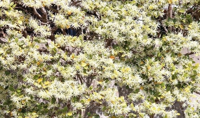 トキワマンサク  生け垣は、植栽によってつくられた囲いや仕切りのことです。敷地の境界などに樹木を植えて塀の役割を持たせます。