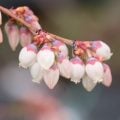 ブルーベリー 花 花言葉 育て方 種類