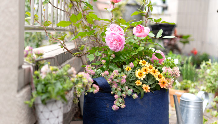 玄関やベランダで気軽に コンパクトなバラ 草花やハーブで楽しむポッティングガーデン Pr Lovegreen ラブグリーン