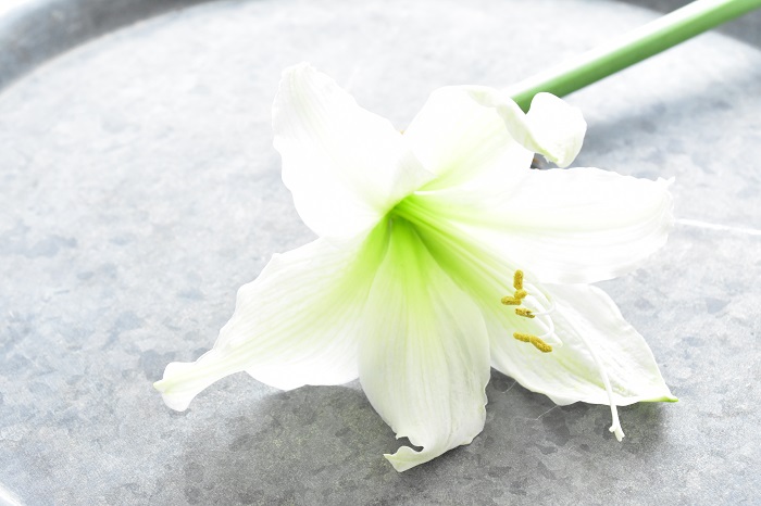 アマリリスはユリのような大きな花が華やかな球根植物です。真白なアマリリスは気品と華やかさを併せ持ったような美しさです。