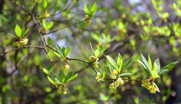 クロモジ 黒文字 の花言葉 種類 特徴 色別の花言葉 Lovegreen ラブグリーン