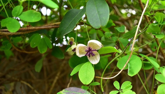 アケビ 木通 の花言葉 種類 特徴 色別の花言葉 Lovegreen ラブグリーン