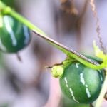 オキナワスズメウリの花言葉｜花や実の特徴や実の飾り方、花言葉の由来