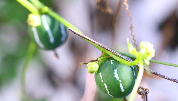 オキナワスズメウリの花言葉 種類 特徴 色別の花言葉 Lovegreen ラブグリーン