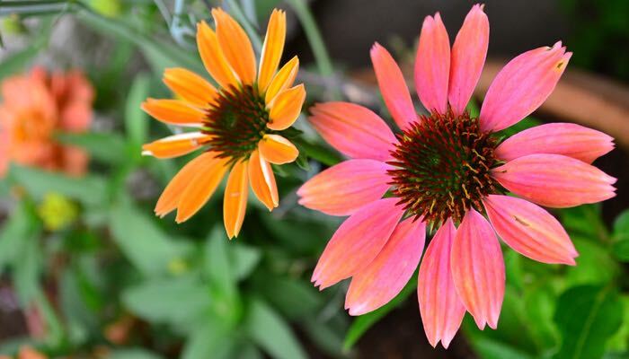 気温が高い夏は長時間のガーデニングが難しい時期。植物選びもその分、長く咲く花、メンテナンスが楽な花を選ぶと庭仕事の軽減になります。
