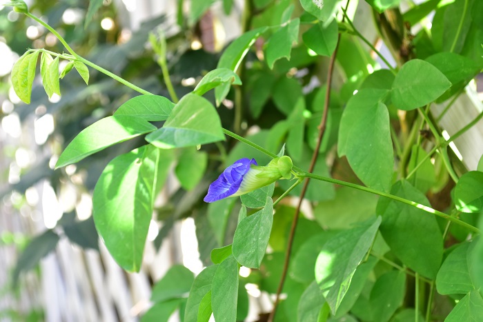 科名：チョウマメ科 分類：つる性一年草（熱帯地域では常緑） バタフライピーは、チョウマメ、クリトリアとも呼ばれるチョウマメ科のつる植物です。夏の青空のような真青な花色が魅力です。