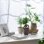 観葉植物の樹形