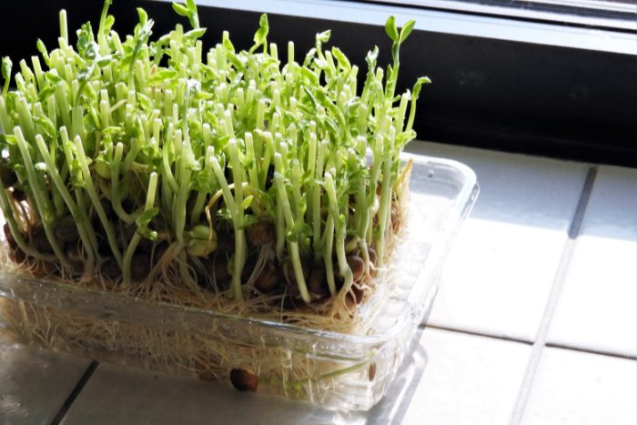 Canva画像 豆苗 トウミョウ リボベジ