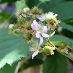 ブラックベリーの花言葉｜花や実の特徴、花言葉の由来