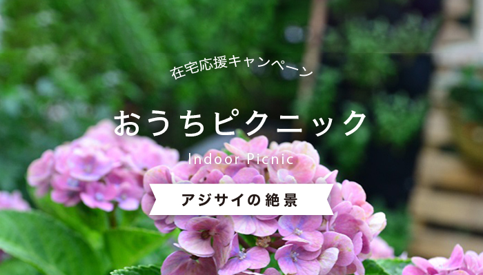 在宅応援 おうちピクニック アジサイ 紫陽花 の絶景 Lovegreen ラブグリーン