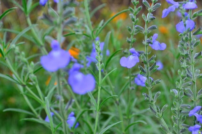 サルビア・アズレアは、宿根草のサルビアです。サルビア類の中では遅い開花で夏の終わりごろから開花が始まります。透明感のある空色で、背丈の高い空色の花が穂状にびっしりと咲く姿がとても美しく、庭や花壇に植栽すると目を引きます。葉の色のシルバーグリーンも涼し気です。