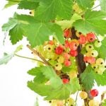 フサスグリの花言葉｜実の特徴、名前や花言葉の由来、種類