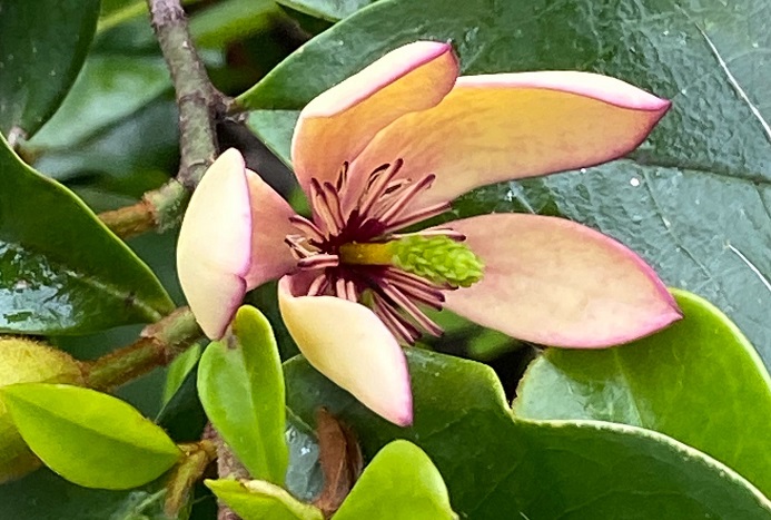 カラタネオガタマの花言葉 種類 特徴 色別の花言葉 Lovegreen ラブグリーン