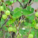 初夏の果実 フサスグリとは？花や実の特徴と種類を紹介