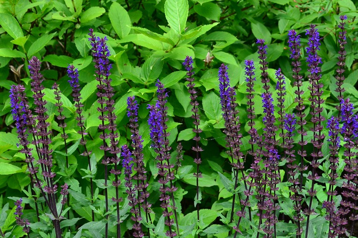夏の花壇におすすめ 青い花の宿根草 一年草23選 Lovegreen ラブグリーン