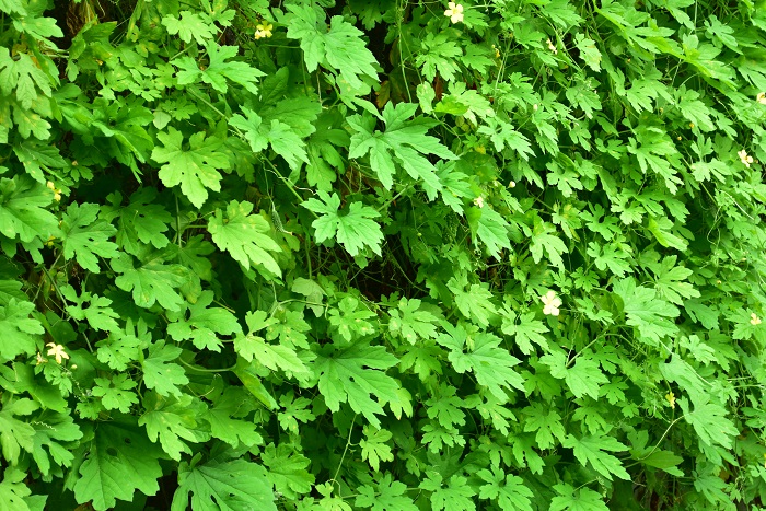 家庭菜園としてゴーヤを育てる以外にも、つる性植物の特性を利用して夏の緑のカーテンとしても人気のゴーヤです。