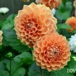9月23日の誕生花と花言葉｜ダリア