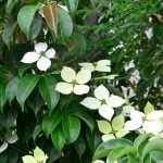 ヤマボウシの花言葉｜花や葉の特徴、名前の由来、見分け方