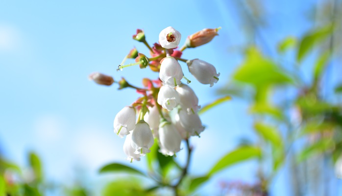 ブルーベリーの花言葉 種類 特徴 色別の花言葉 Lovegreen ラブグリーン